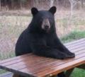 Animals/Insects Picnic Bear